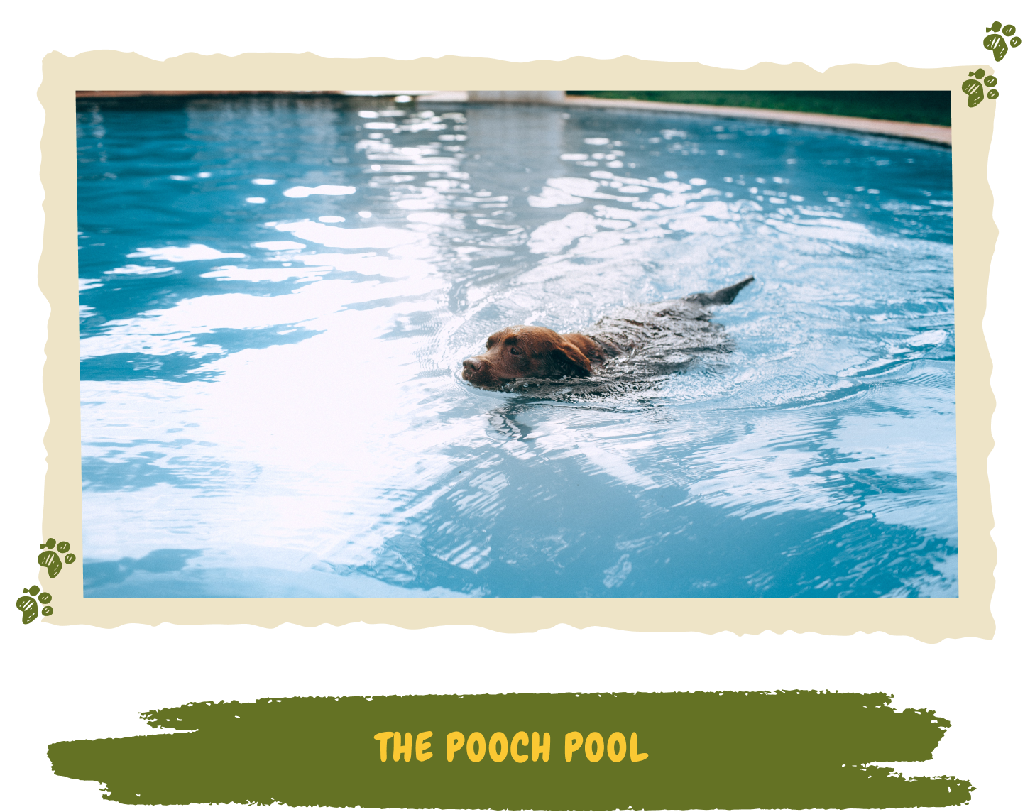 The pooch pool 1