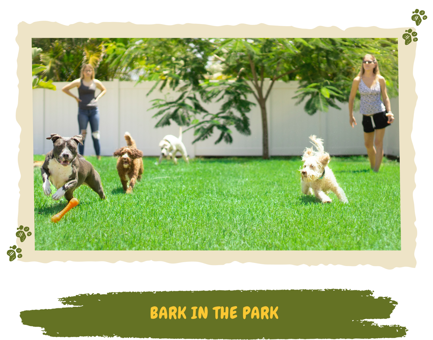 bark in the park 1